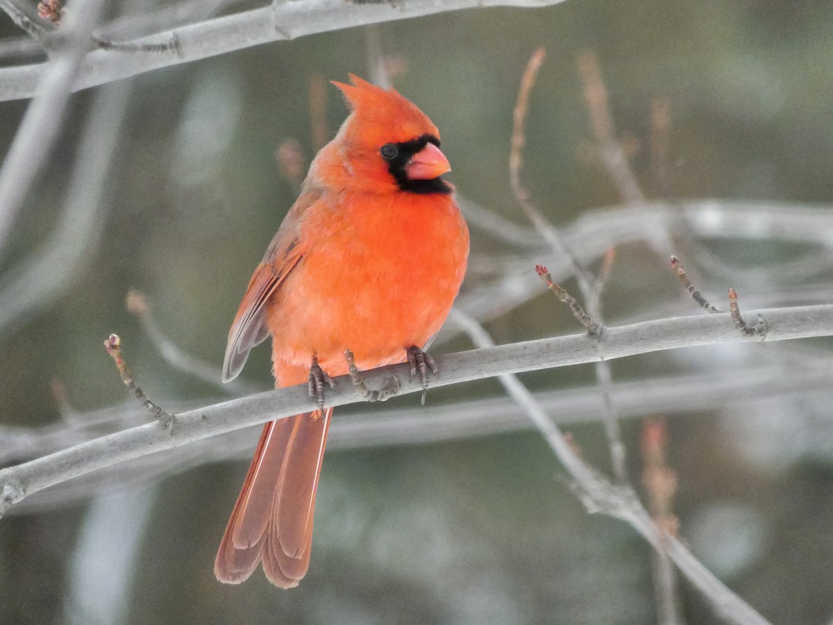 Kırmızı Kardinal - ML646712204