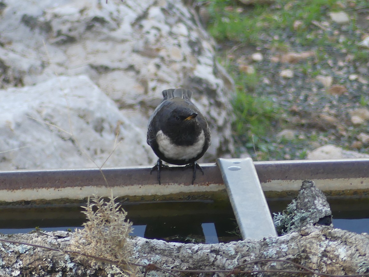 kos horský - ML646712205