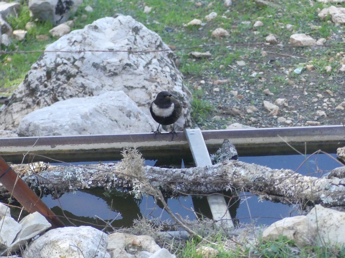 kos horský - ML646712206