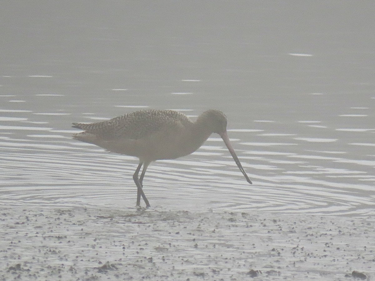 břehouš velký - ML646712207