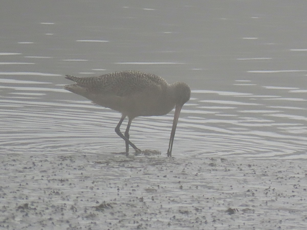 břehouš velký - ML646712208