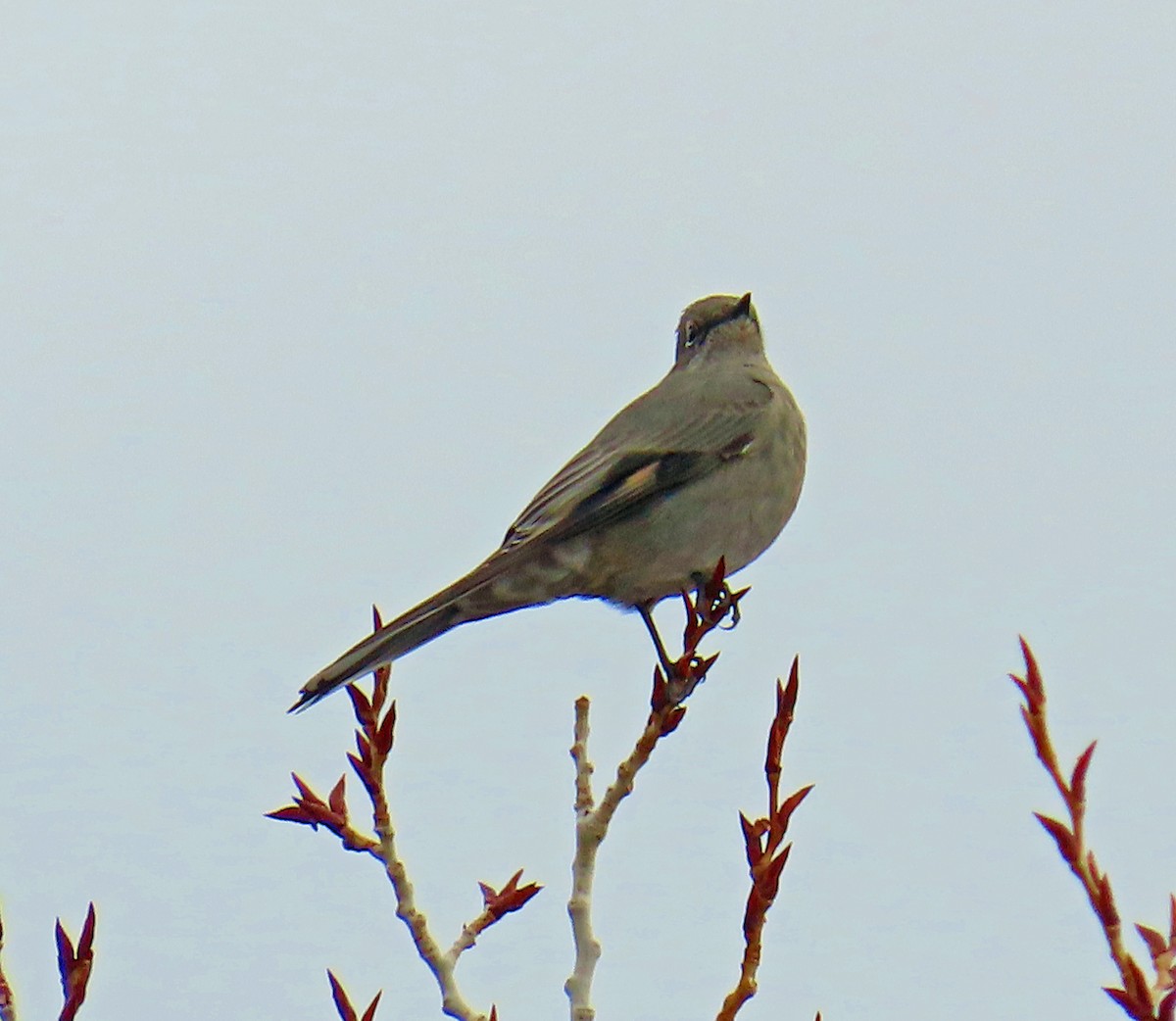 Townsend Soliteri - ML646712209