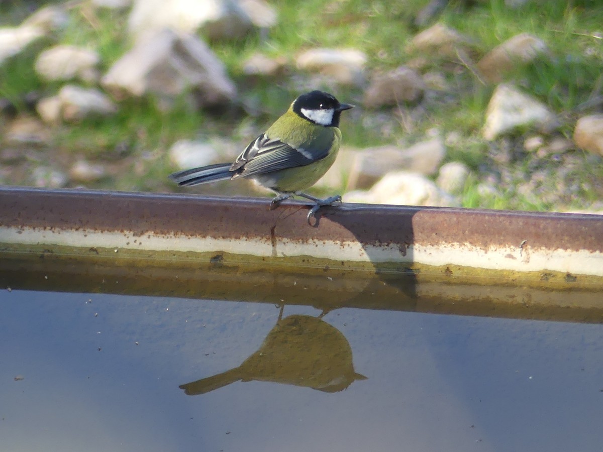 sýkora koňadra - ML646712211