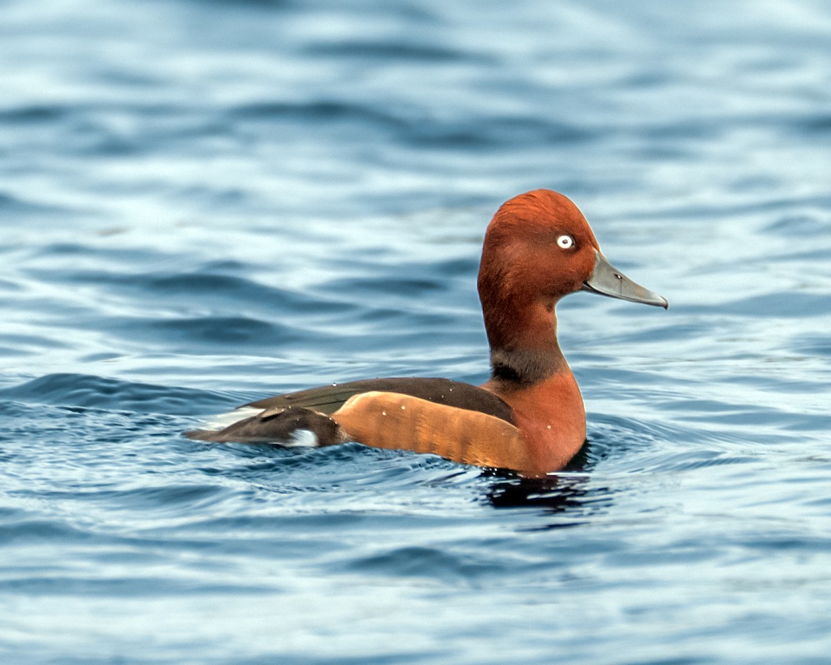 Porrón Pardo - ML646712214