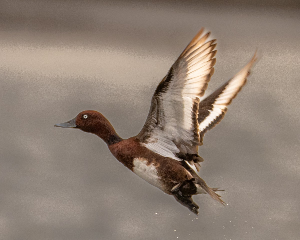 Porrón Pardo - ML646712215