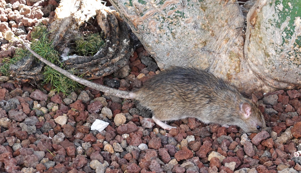 Brown Rat - ML646712216