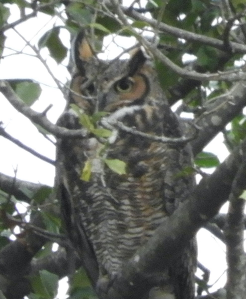 Виргинский филин - ML646712219