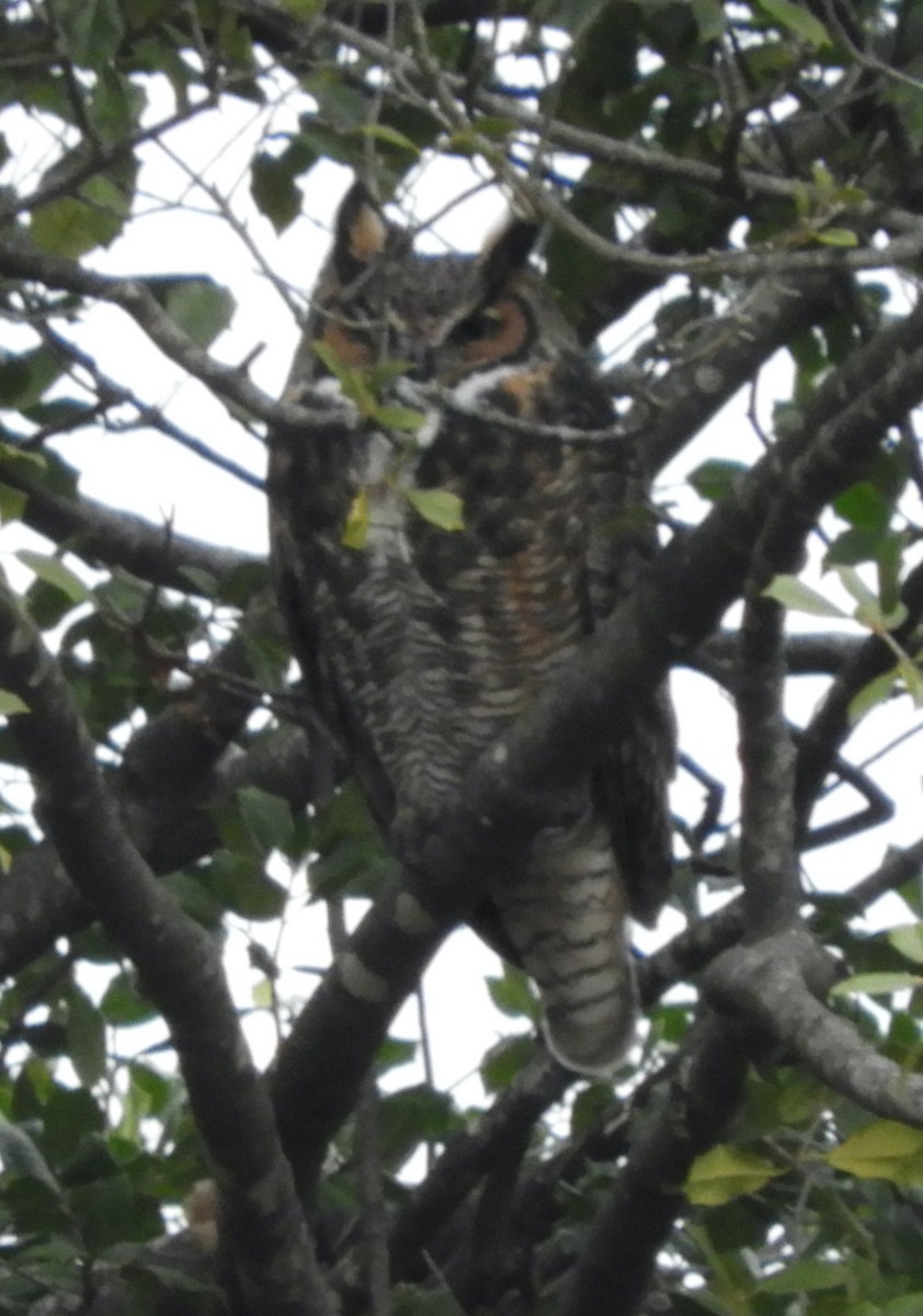 Виргинский филин - ML646712220