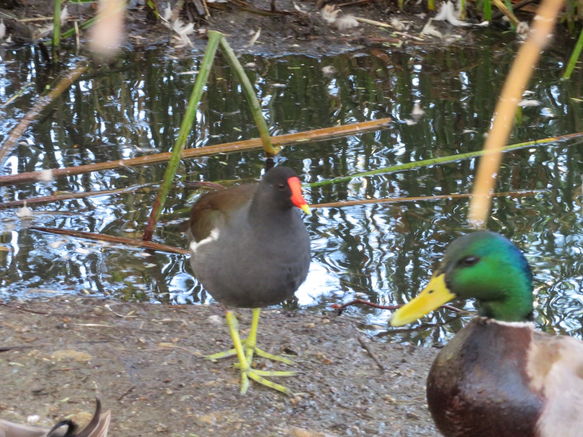 Курочка латиноамериканська - ML646712223