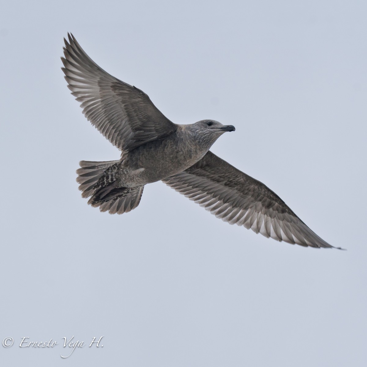American Herring Gull - ML646712227