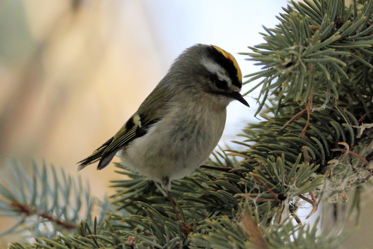 Golden-crowned Kinglet - ML646712229