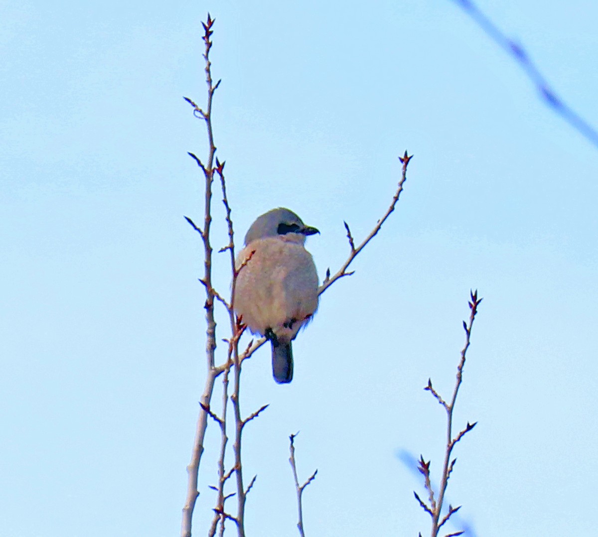 オオモズ - ML646712230