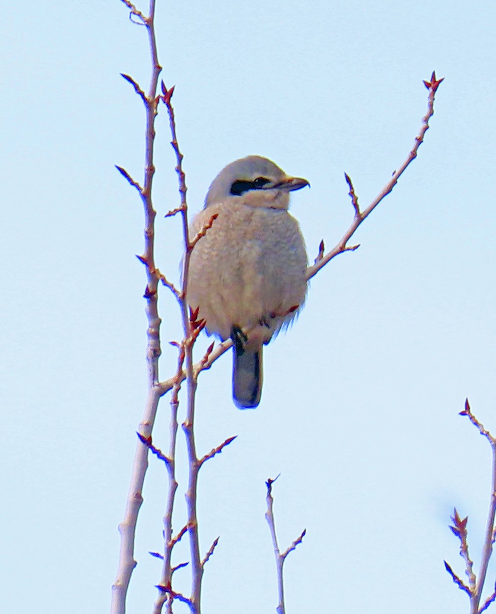 オオモズ - ML646712231