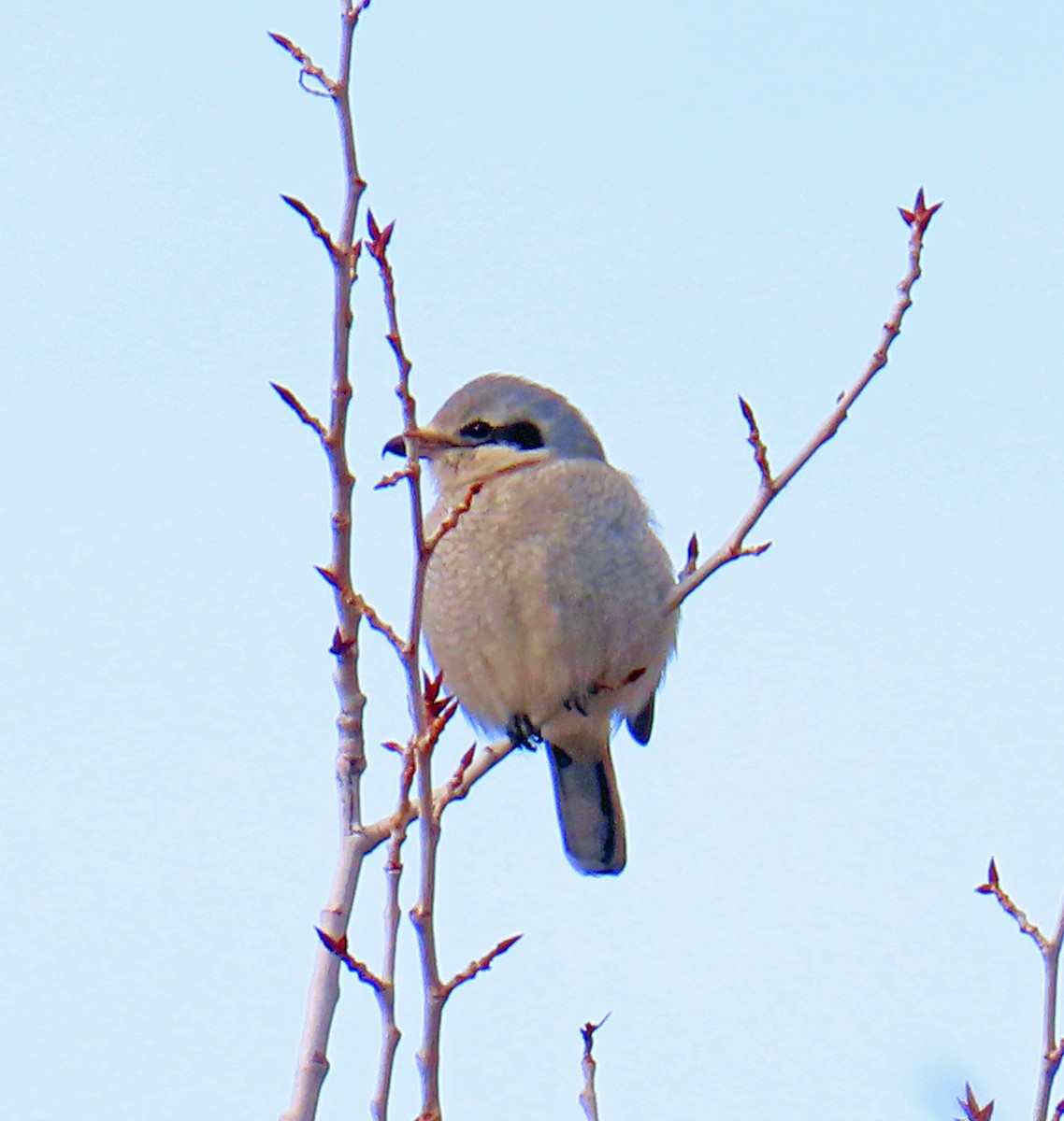 オオモズ - ML646712232