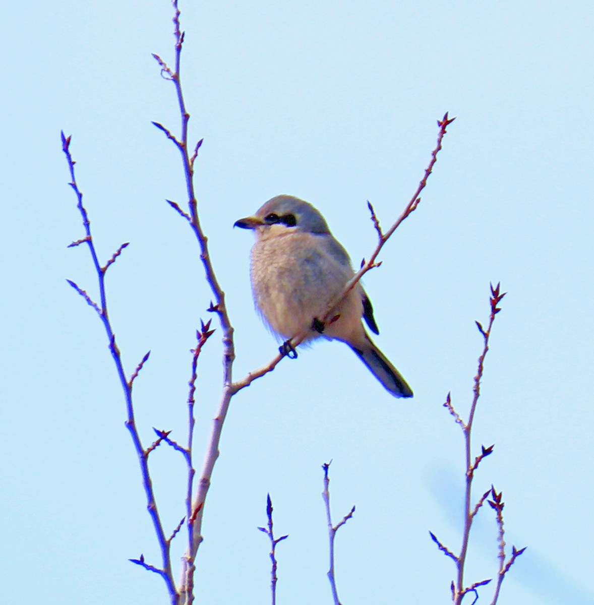 オオモズ - ML646712233