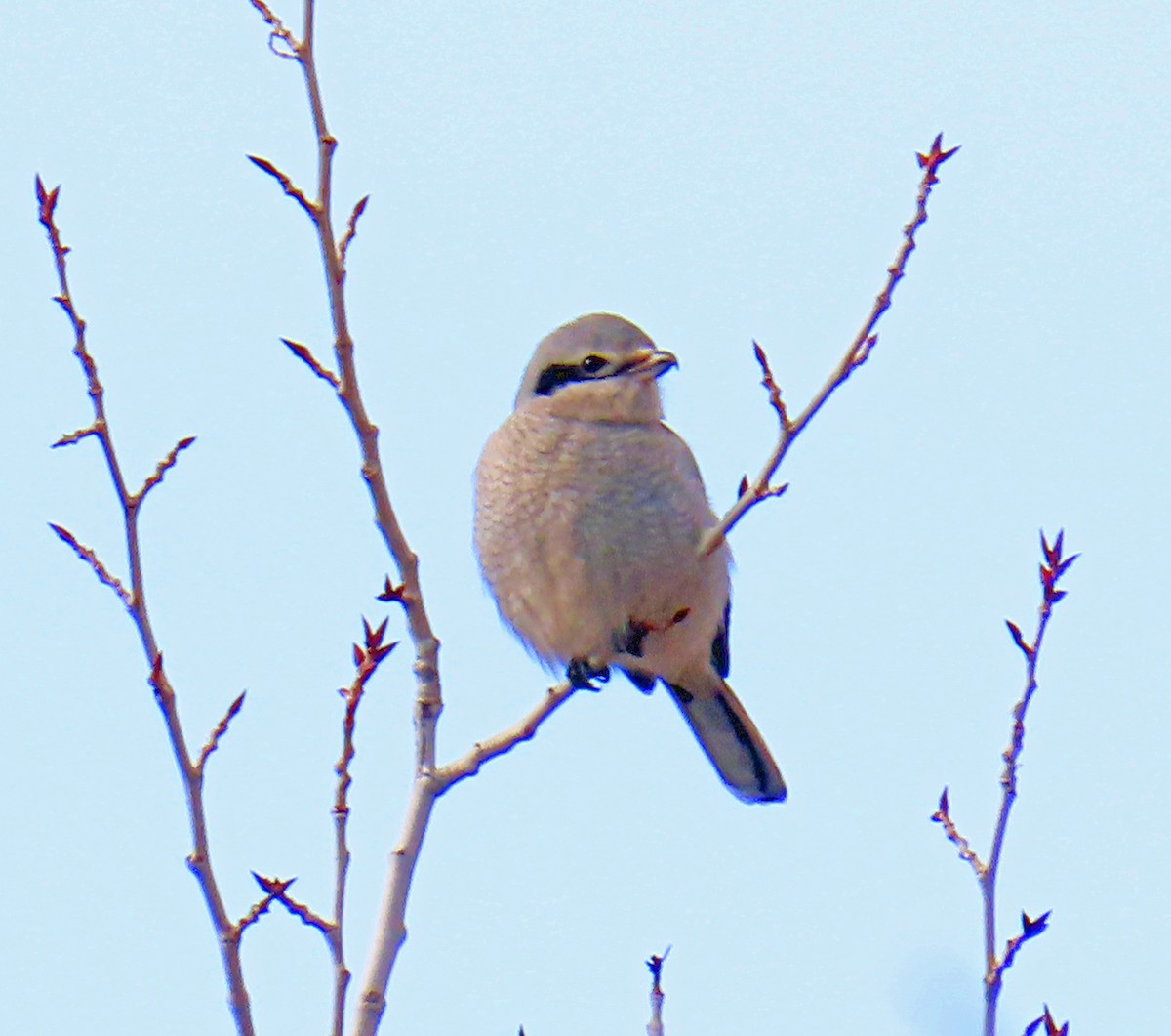 オオモズ - ML646712234