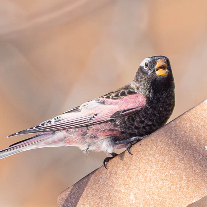 Black Rosy-Finch - ML646712235