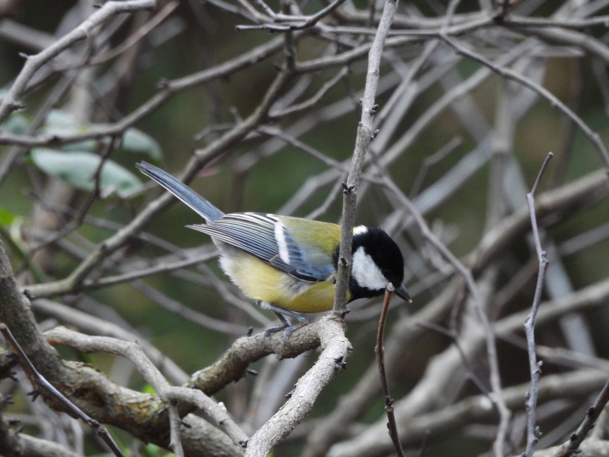 Kohlmeise - ML646712236