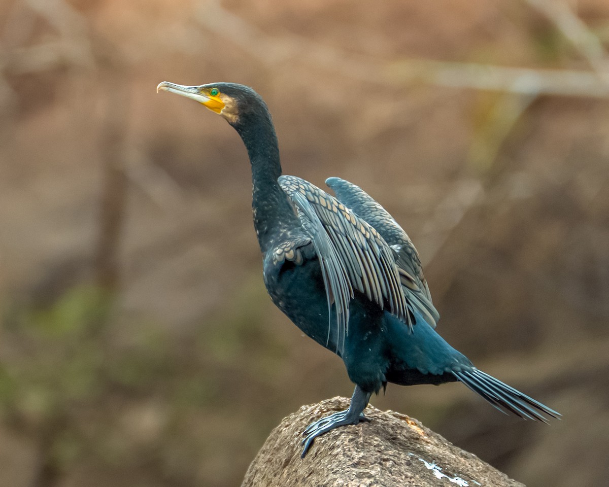 Cormorán Grande - ML646712237