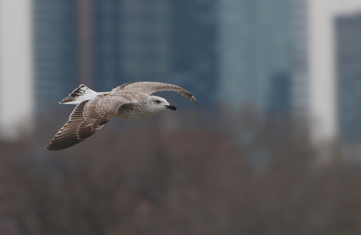 Great Black-backed Gull - ML646712238