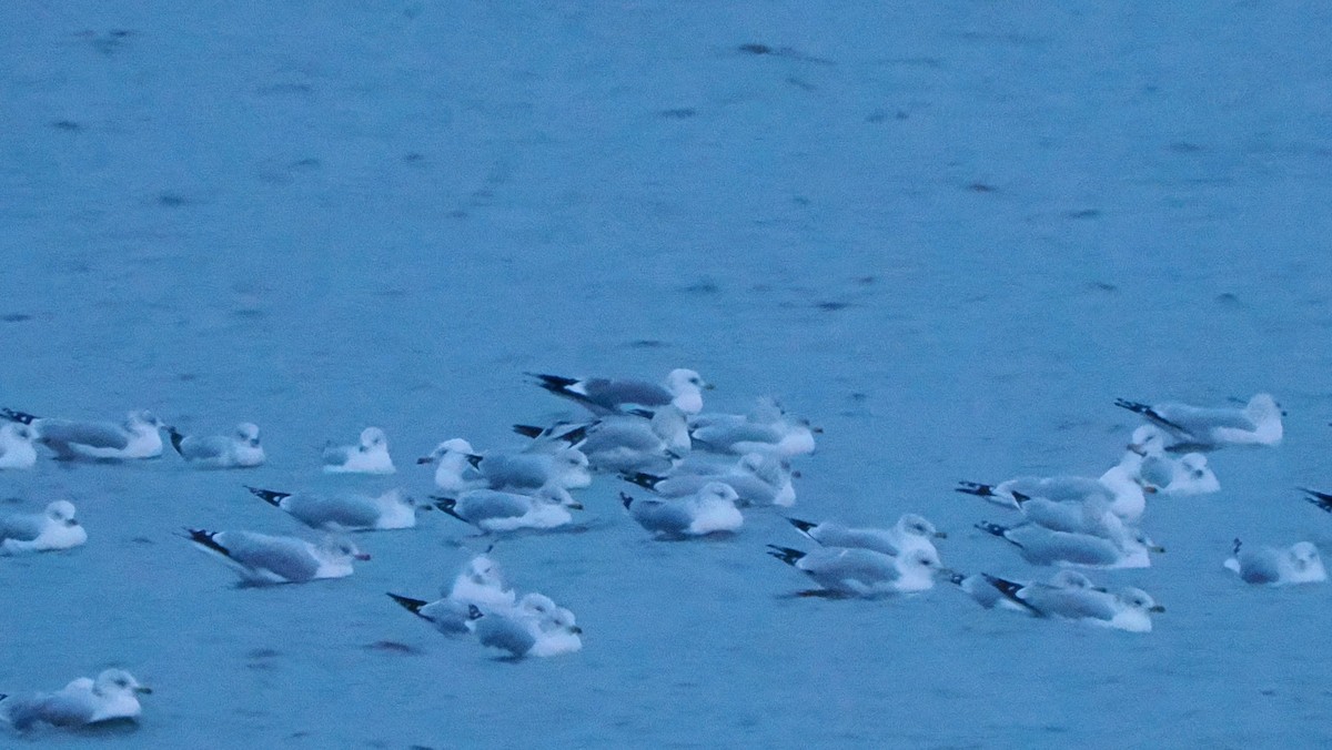Short-billed Gull - ML646712239
