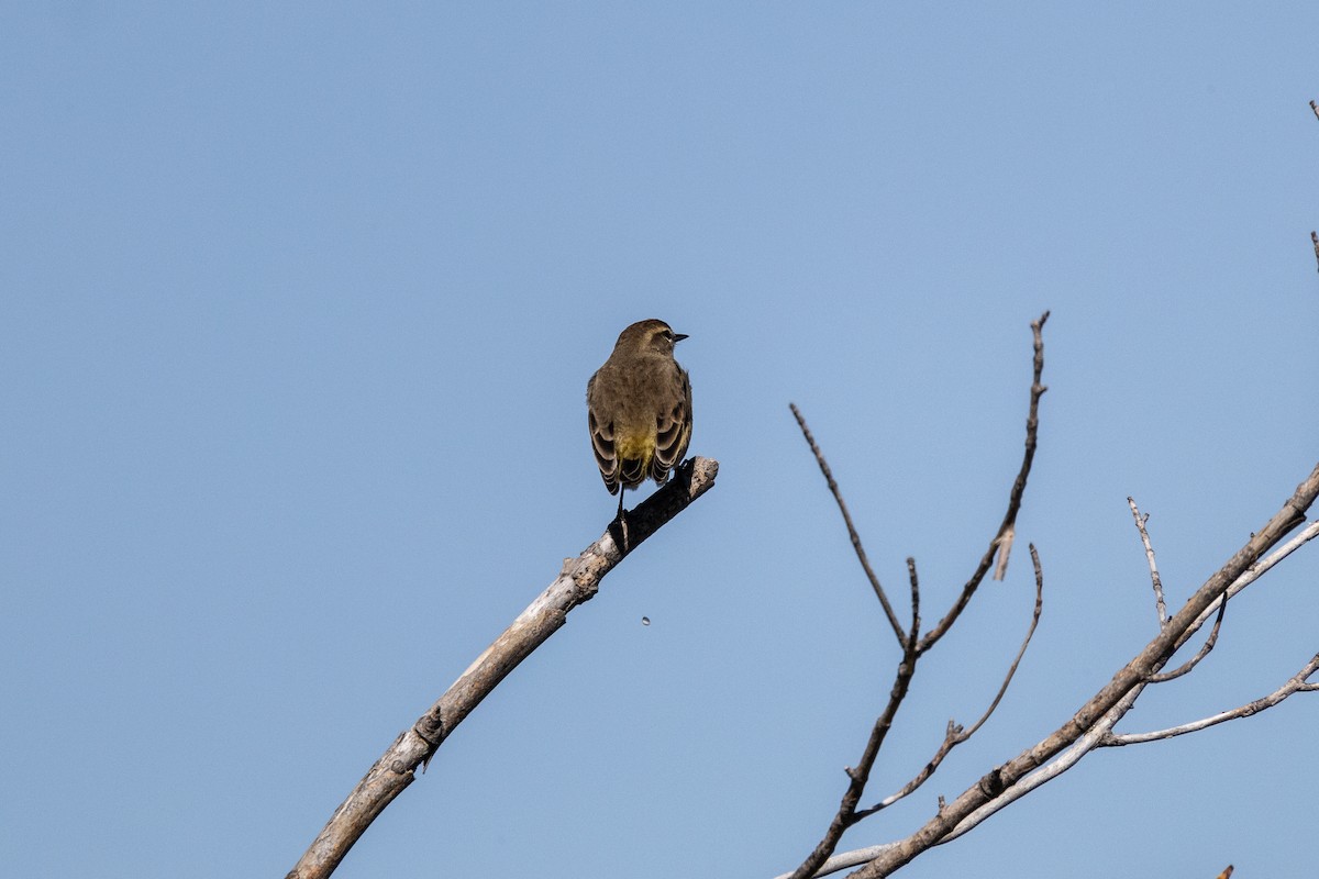 Palm Warbler - ML646712240