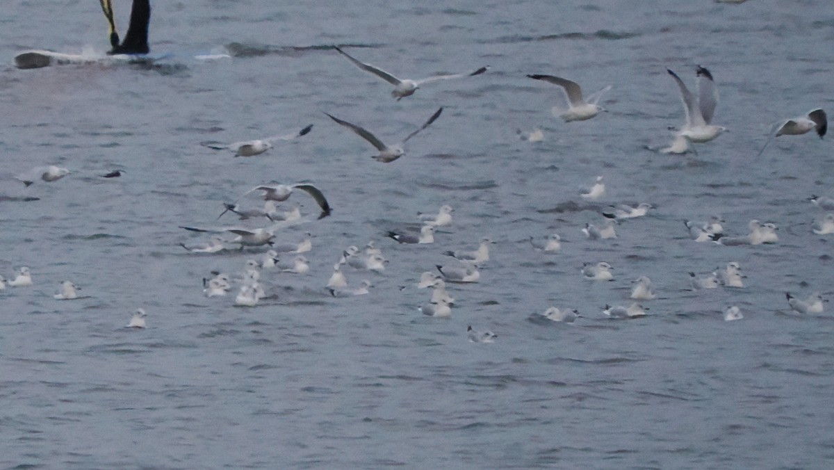 Short-billed Gull - ML646712241
