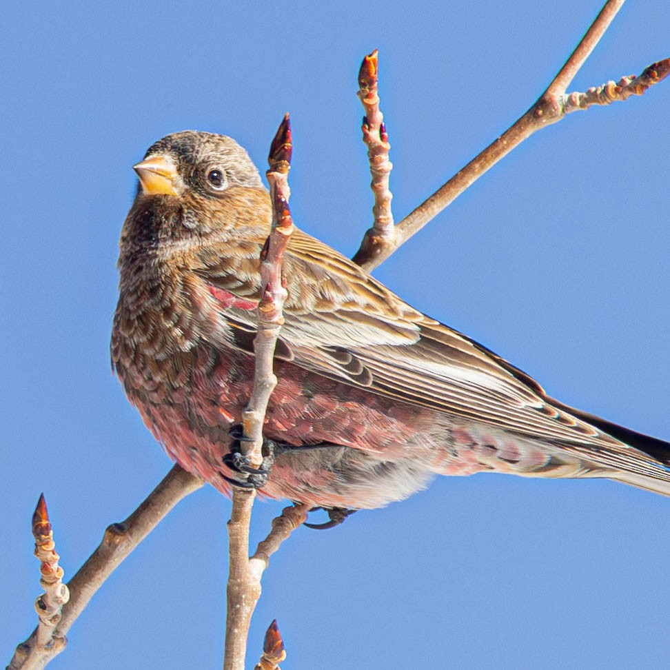 Brown-capped Rosy-Finch - ML646712242