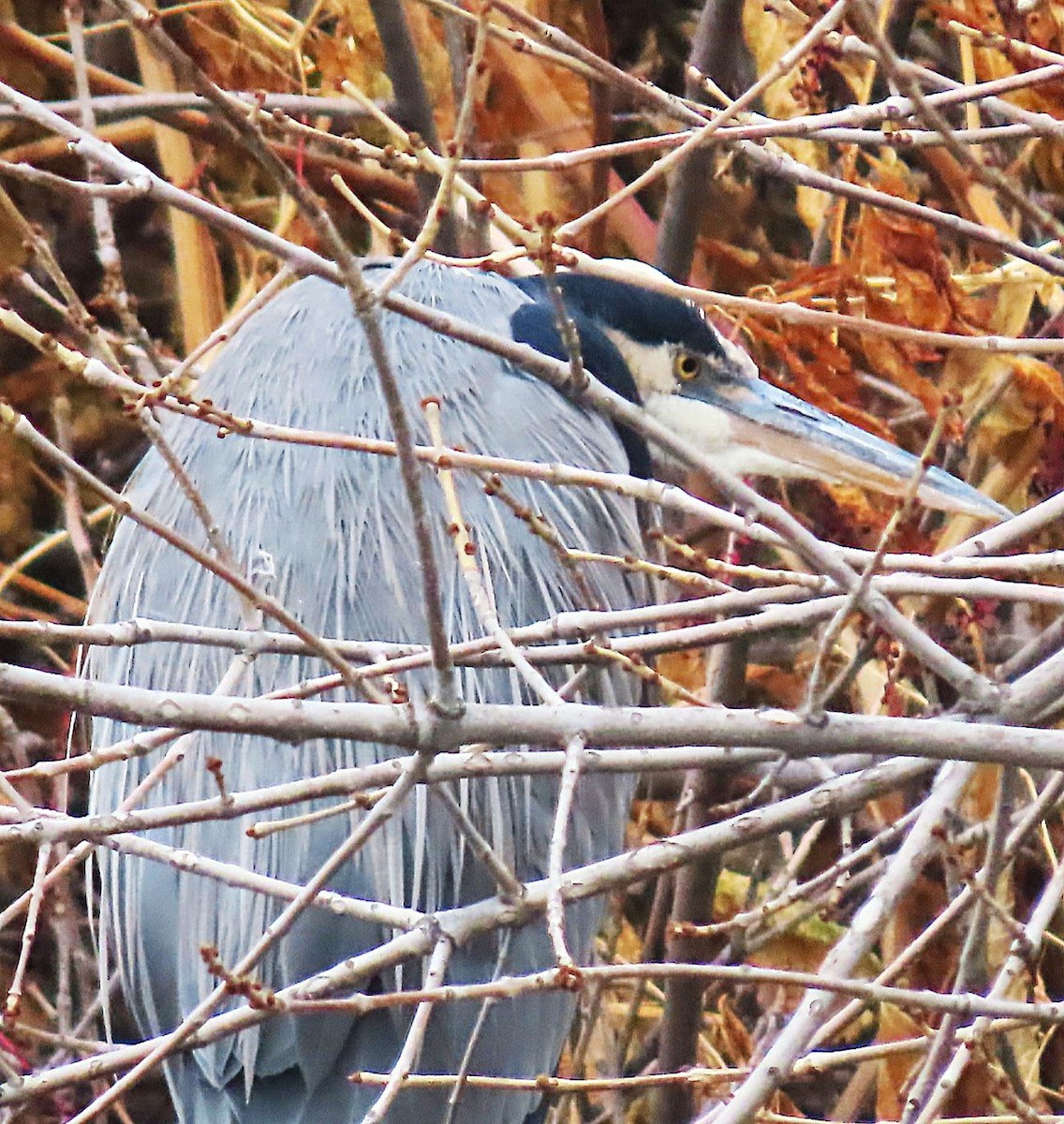Great Blue Heron - ML646712243