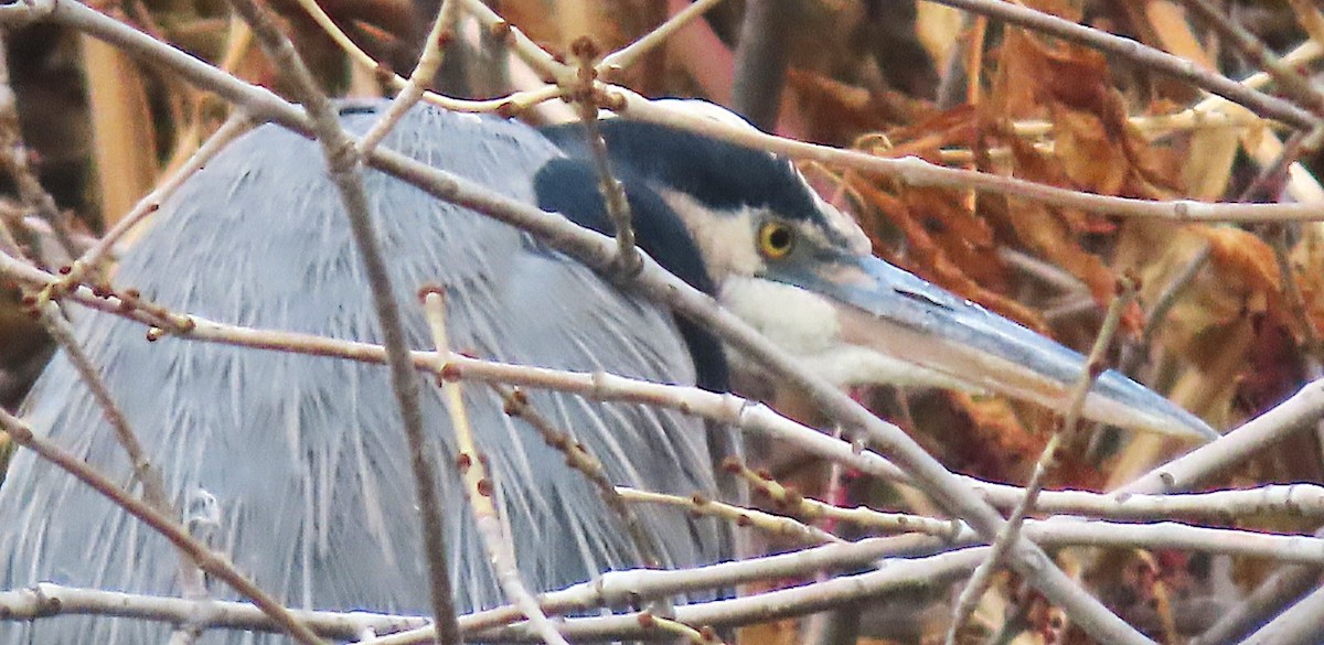 Great Blue Heron - ML646712244
