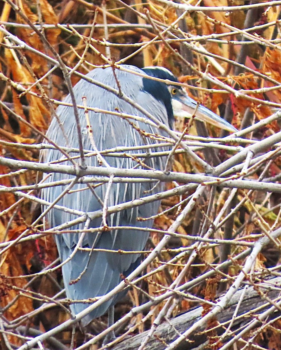 Great Blue Heron - ML646712245