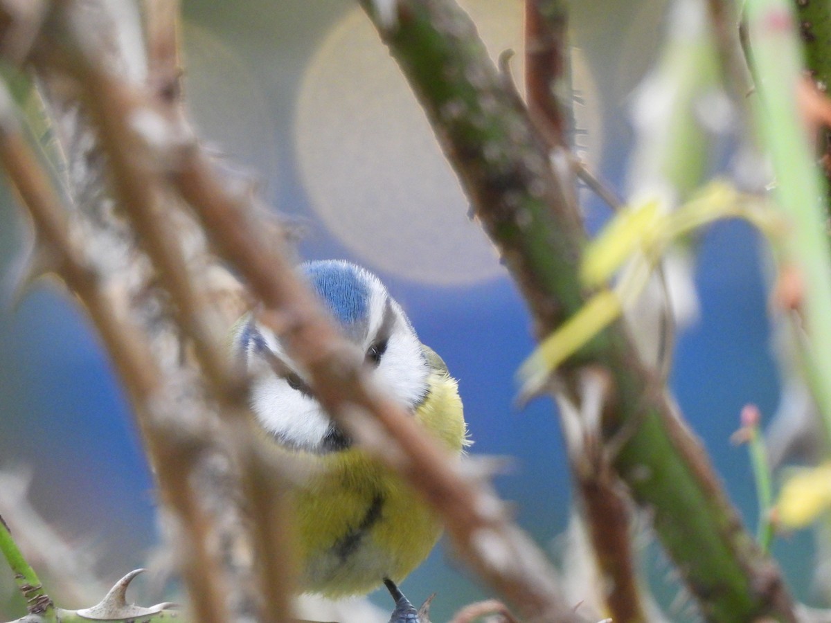 Blaumeise - ML646712246