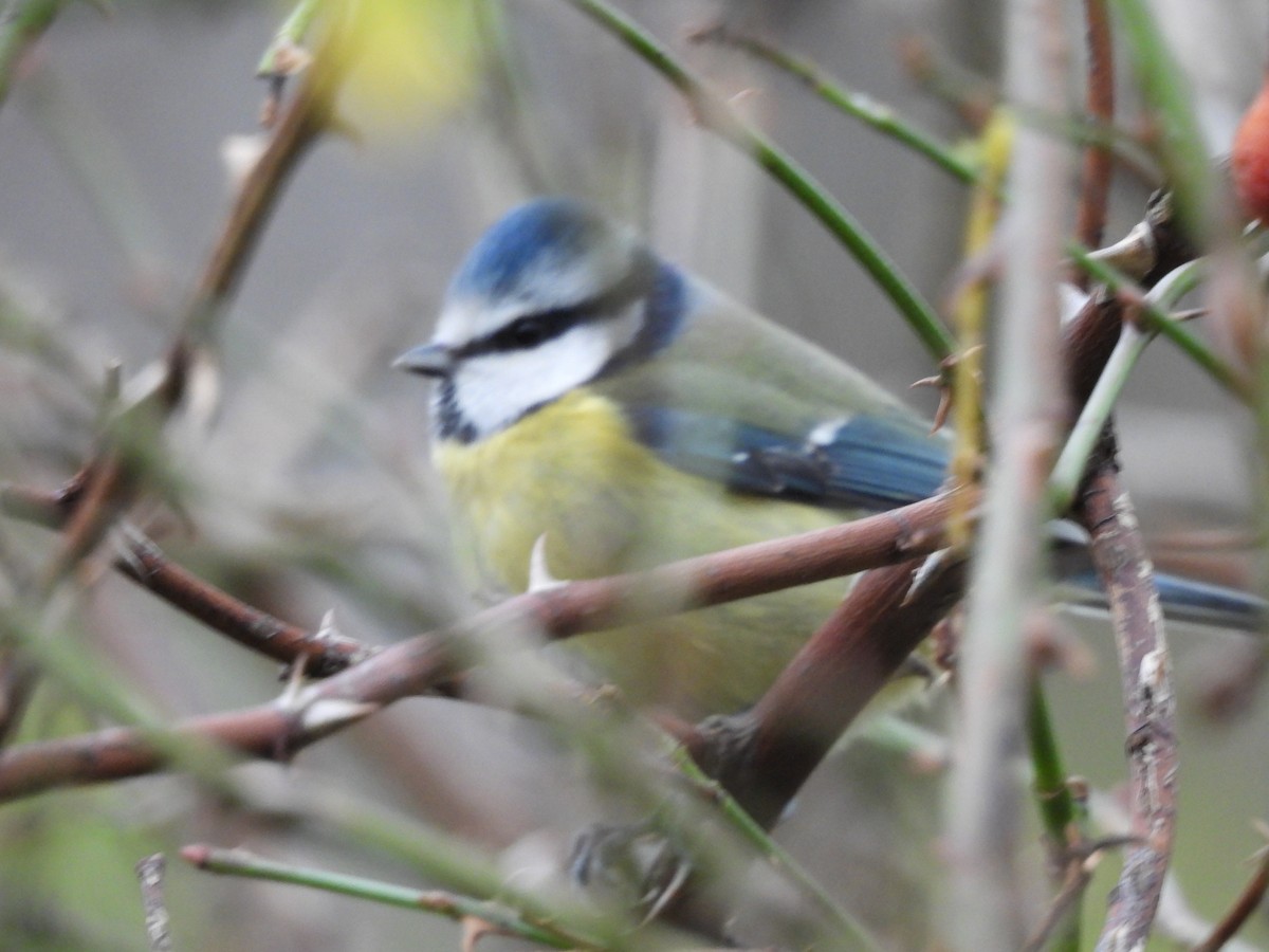 Blaumeise - ML646712247