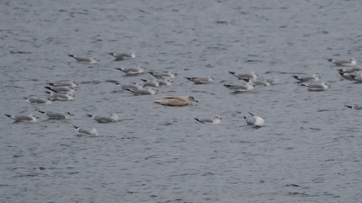 Ipar-kaioa - ML646712249