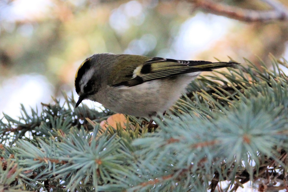Golden-crowned Kinglet - ML646712250