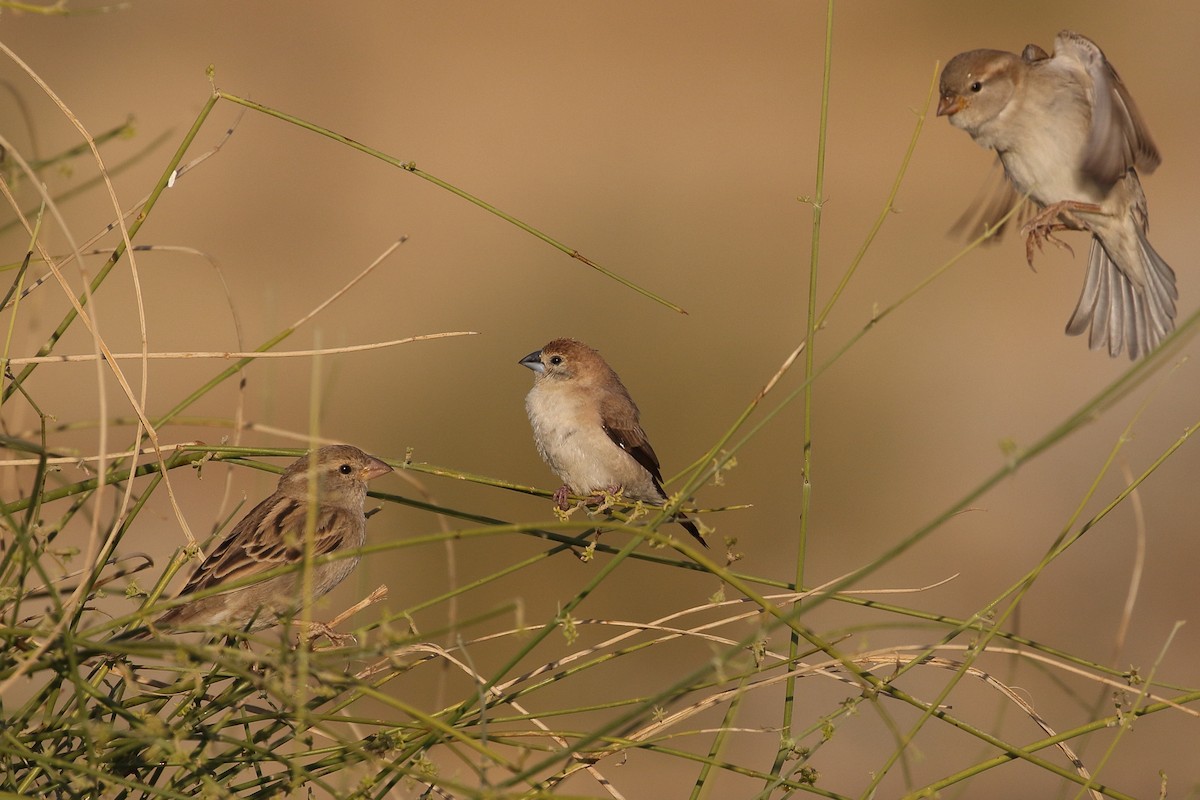 indiasølvnebb - ML646712251