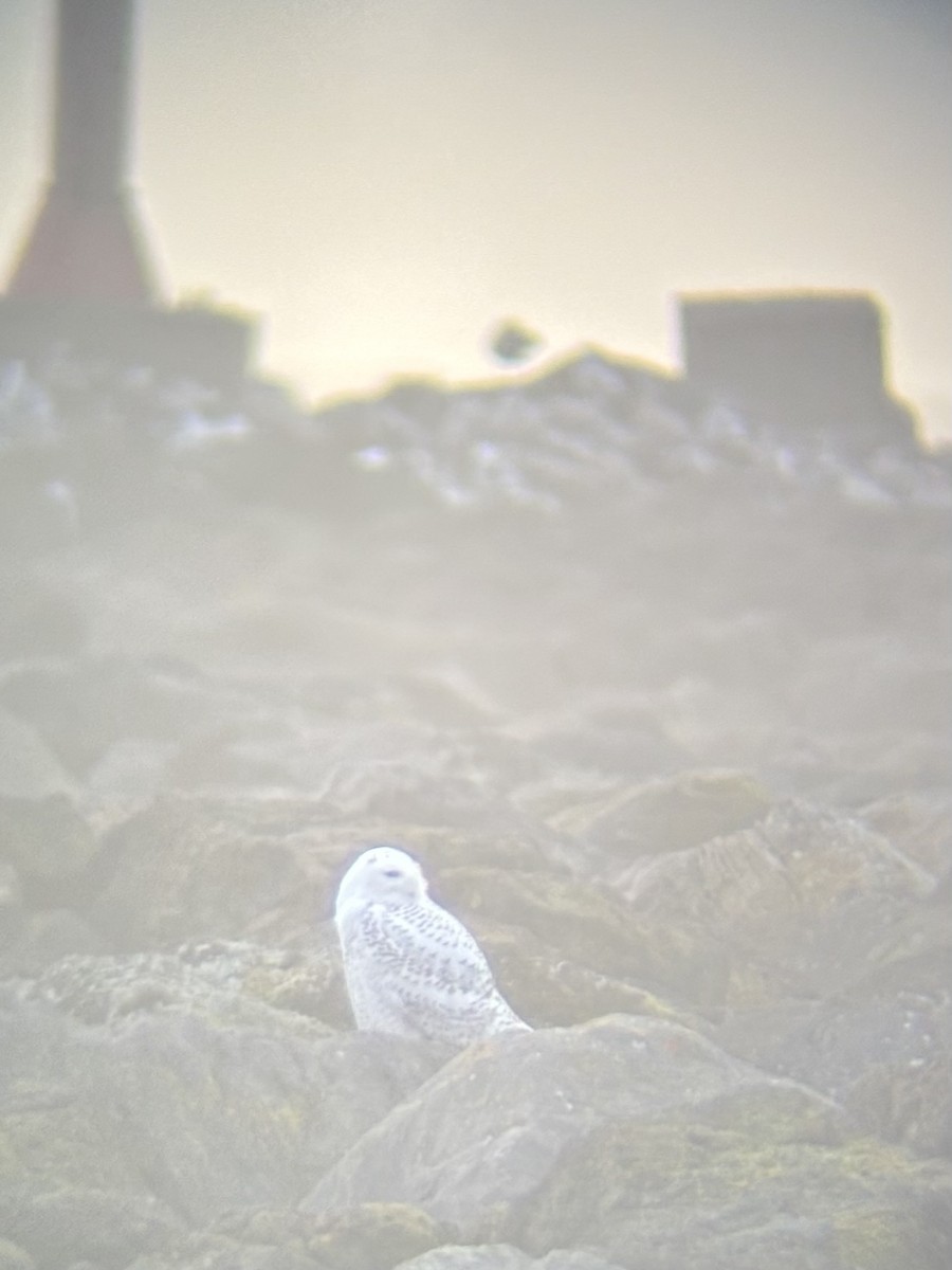 Сова біла - ML646712253