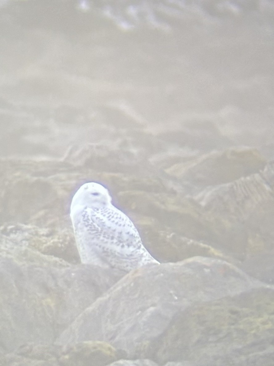 Сова біла - ML646712254