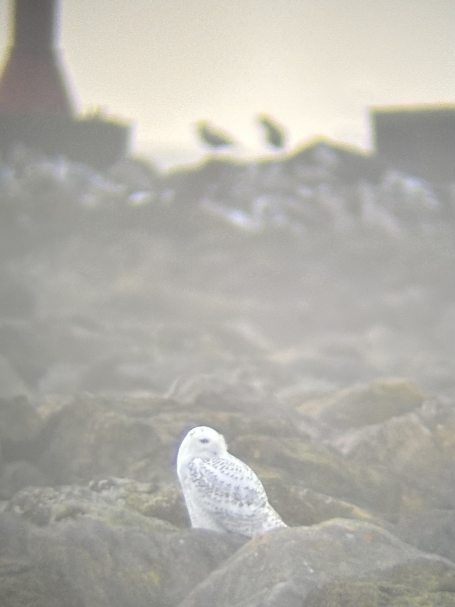 Сова біла - ML646712255