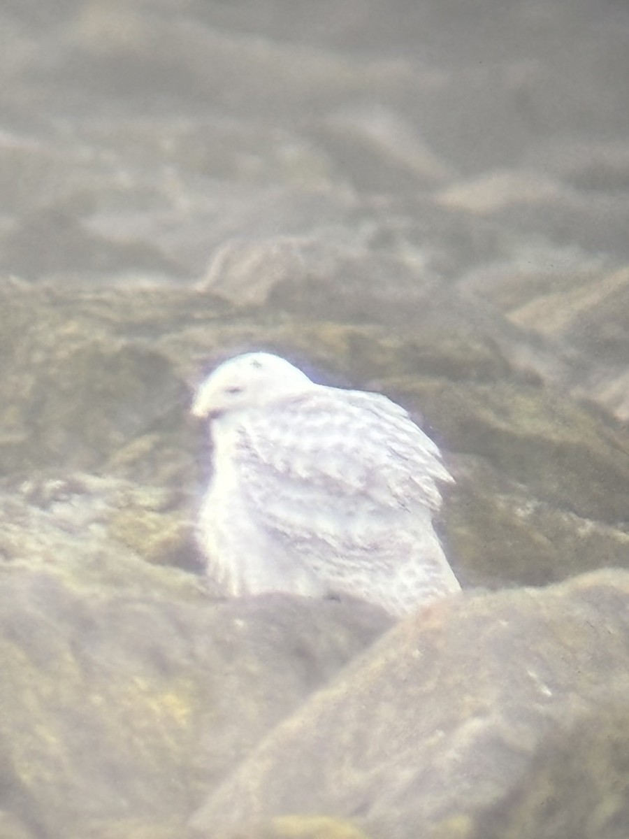 Сова біла - ML646712256