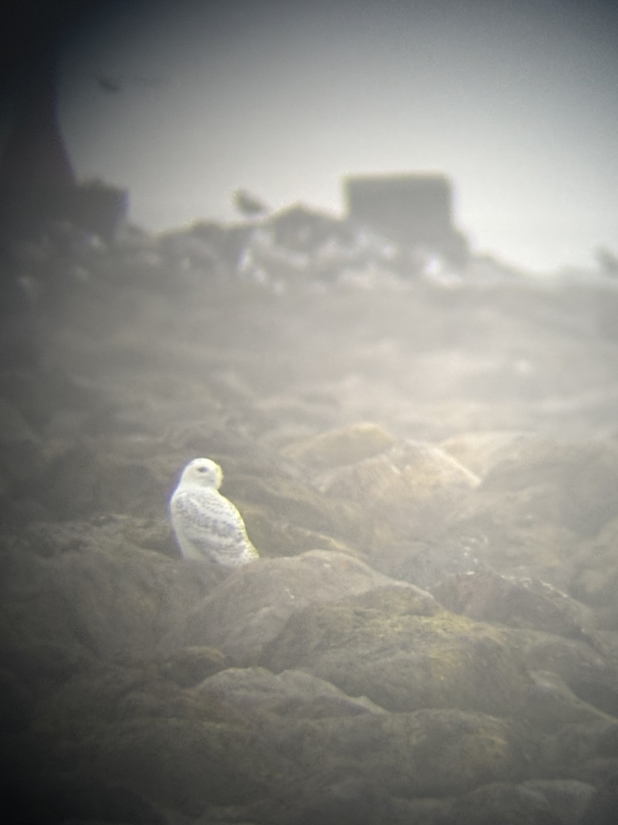 Сова біла - ML646712257