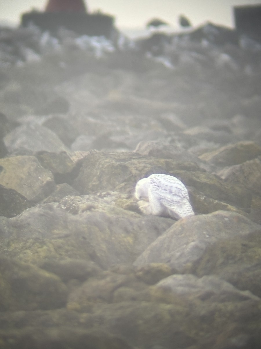 Сова біла - ML646712258