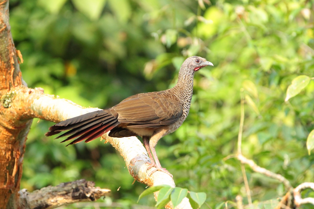 Colombian Chachalaca - ML646712260