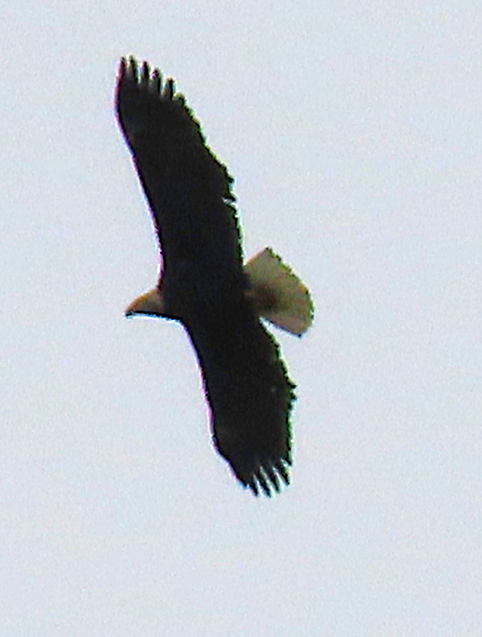 Bald Eagle - ML646712262