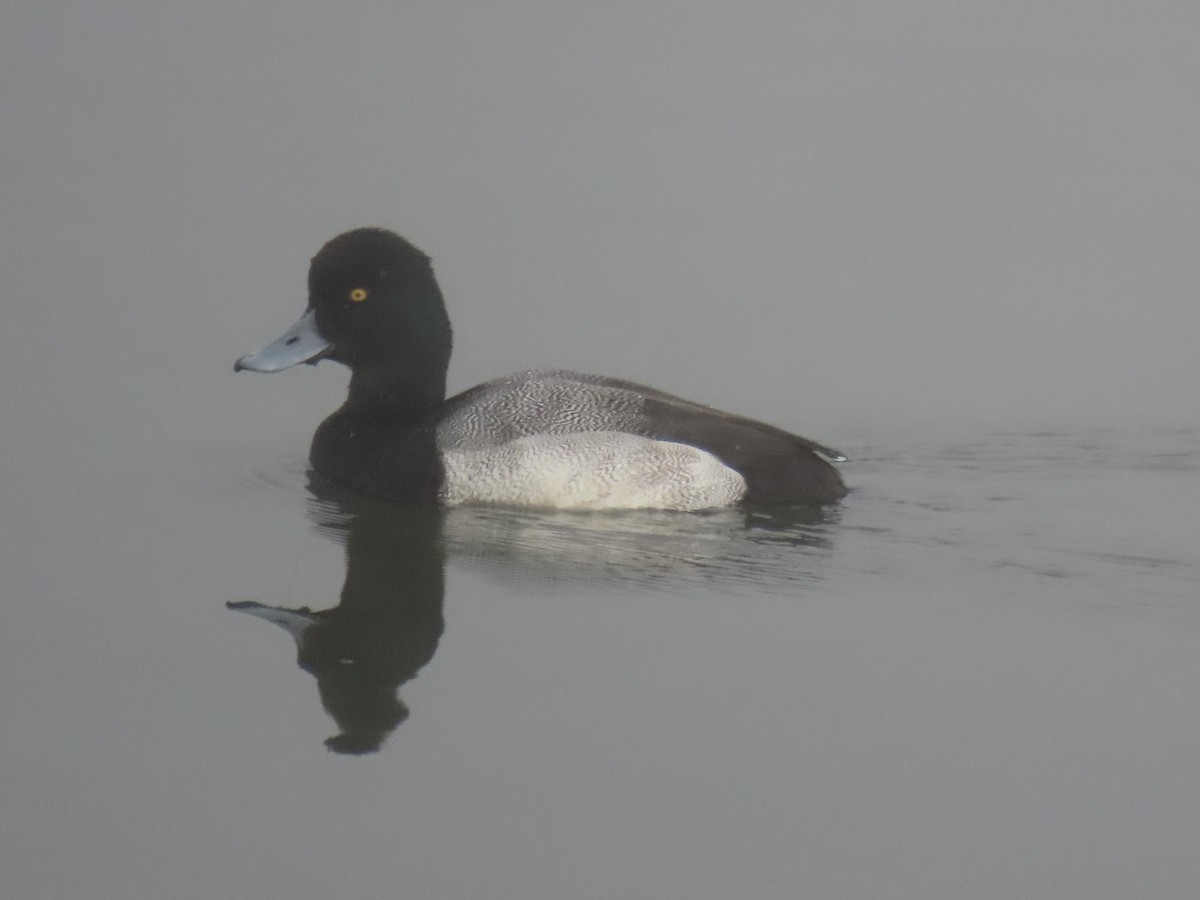 polák vlnkovaný - ML646712265