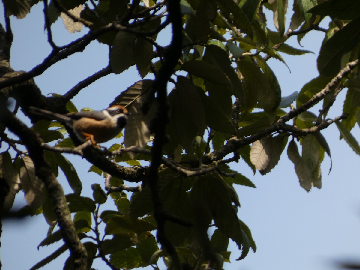 Black-throated Tit - ML646712266