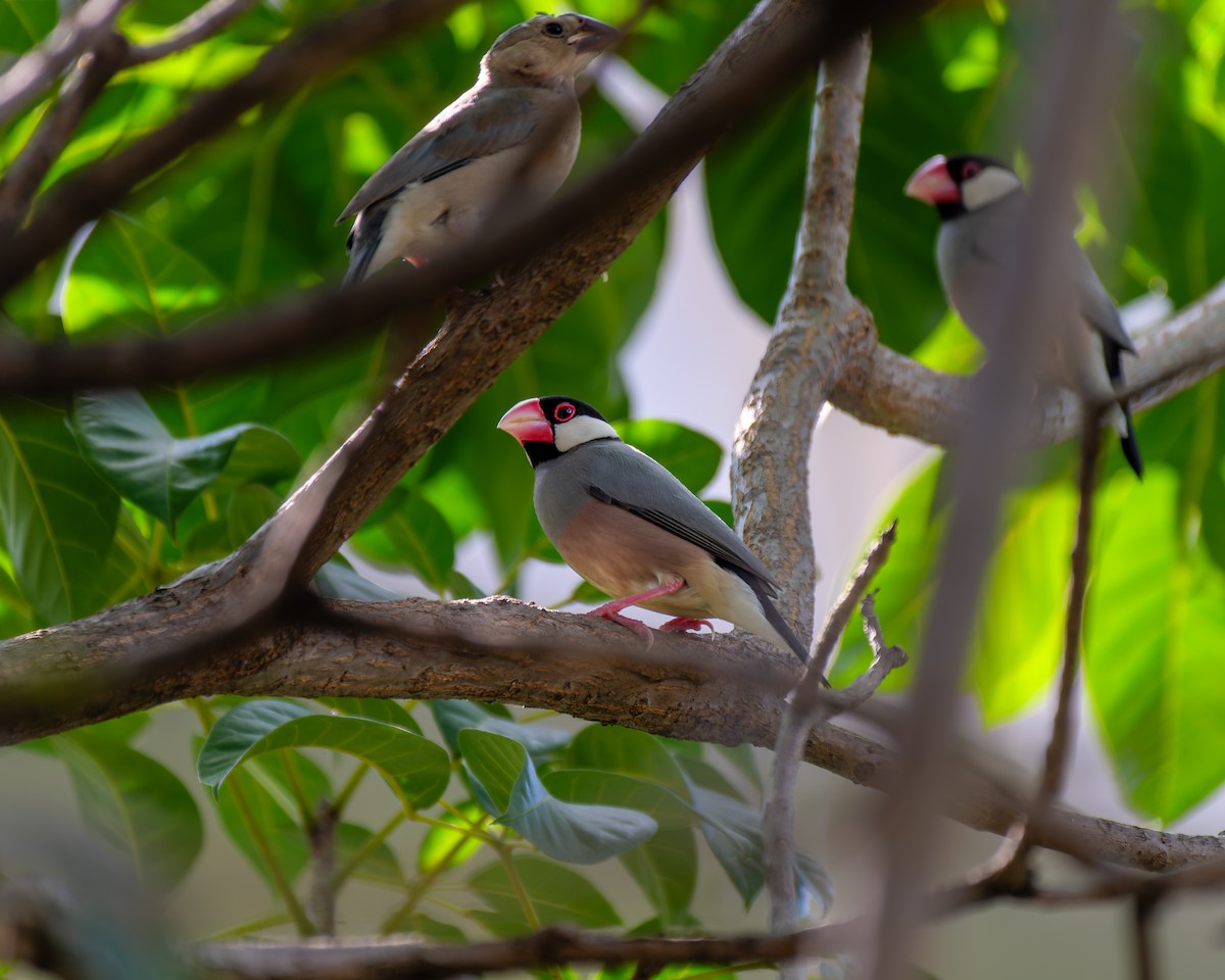 Java Sparrow - ML646712267