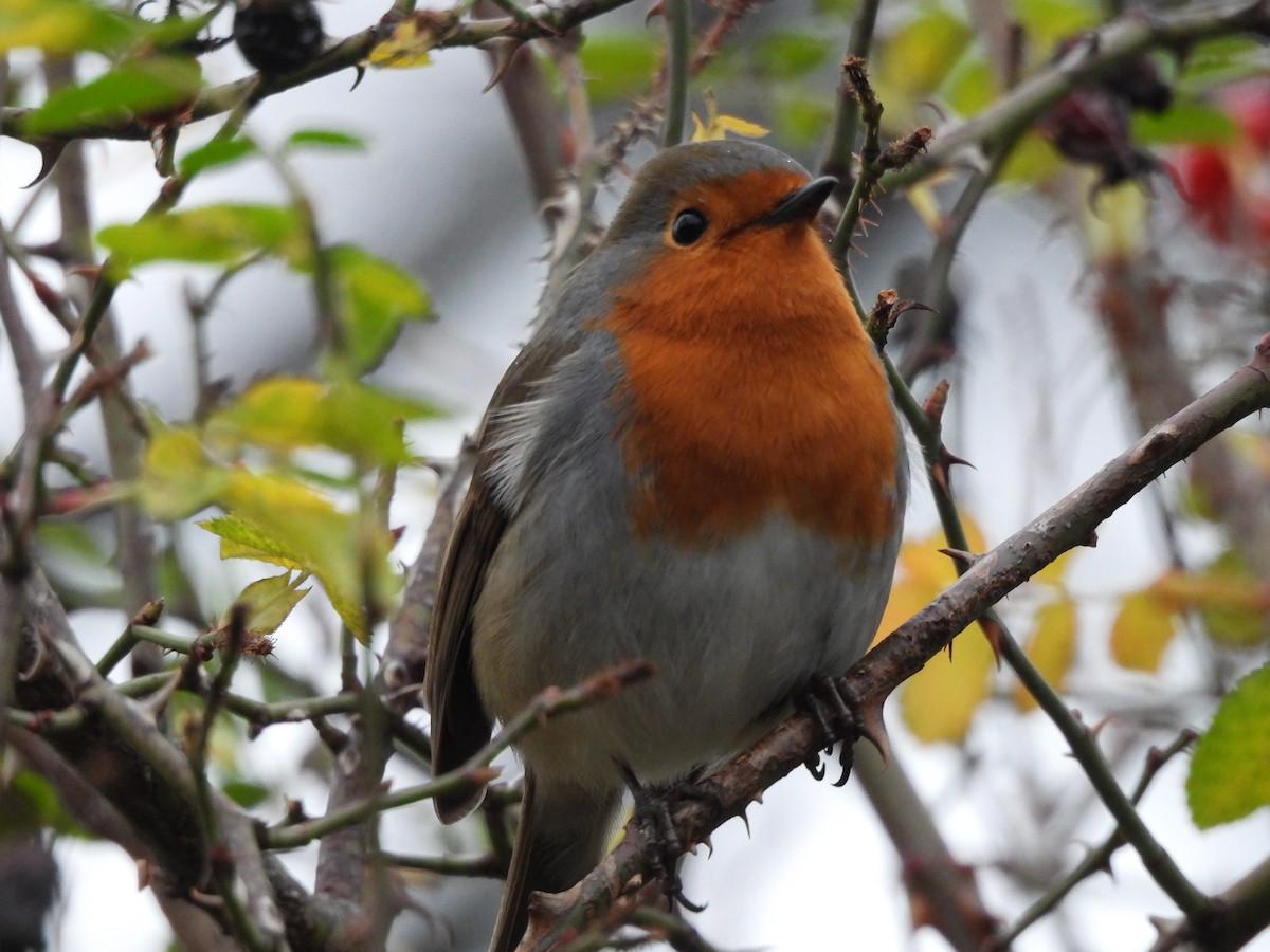 Rotkehlchen - ML646712268