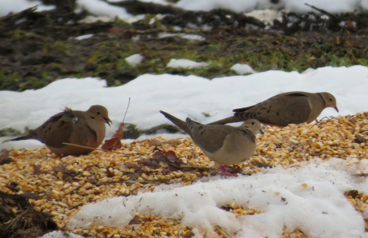 Зенаїда північна - ML646712269