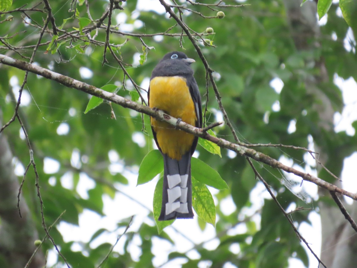 Black-headed Trogon - ML646712270
